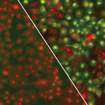 A research image of green fluorescence that shows